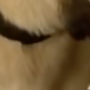 Video del canguro