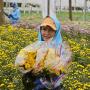 Cultivos de flores que se llevarán para exportación, por la celebración de el día de la madre.