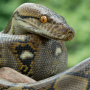 Serpiente
