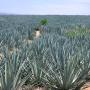Sembrado de Agave azul
