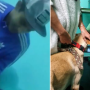 Maltrato animal