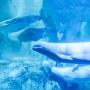 Las-cuatro-belugas-del-Oceanografic-juntas-2-1