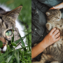 Gato