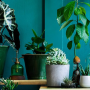 Plantas