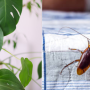 Cucaracha