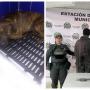 Perico Cifuentes es el nombre del perrito herido. El presunto agresor fue capturado, pero quedó libre.