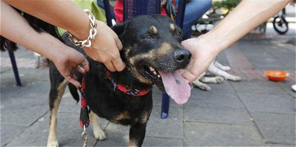 puede una empresa privada rechazar perros de servicio