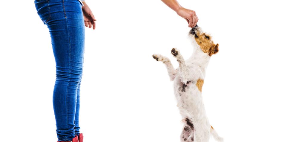 la comida humana acorta la vida de un perro