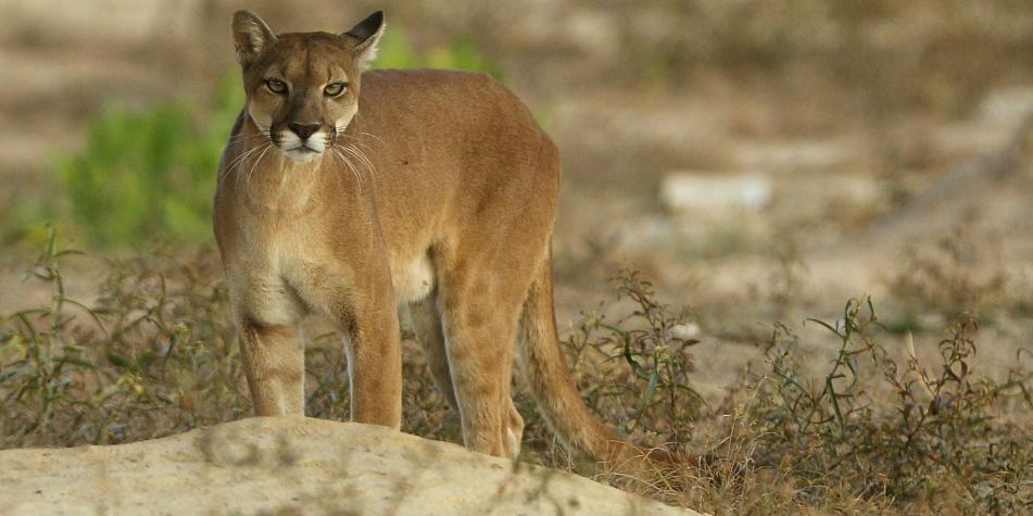 Puma ataca a outlet un corredor