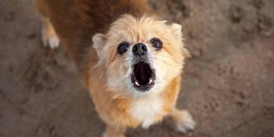 puedes entrenar a un perro para que no ladre