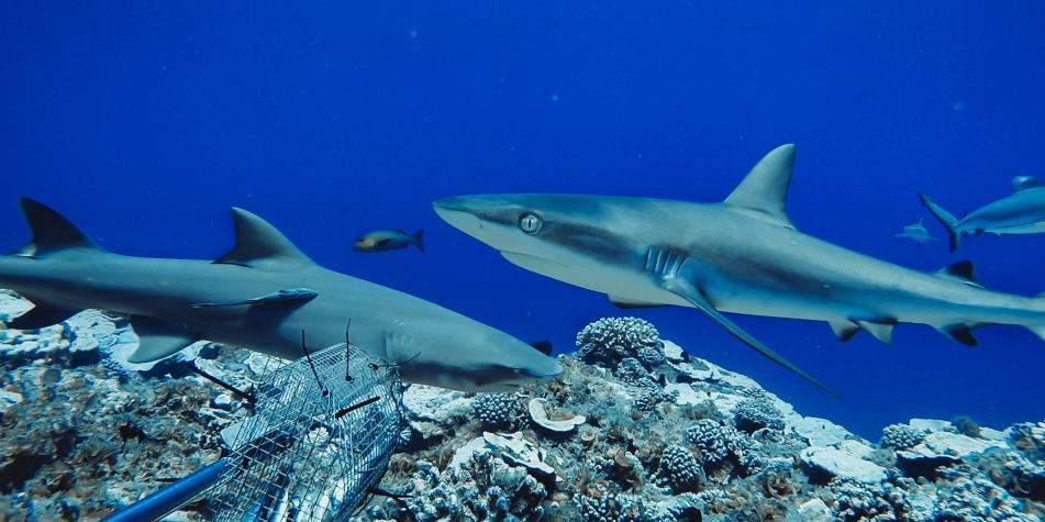 Uno de cada siete tiburones de aguas profundas en riesgo de extinción