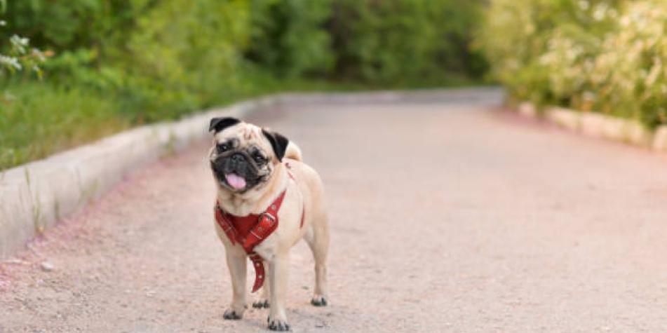 cuanto deben dormir los cachorros pug