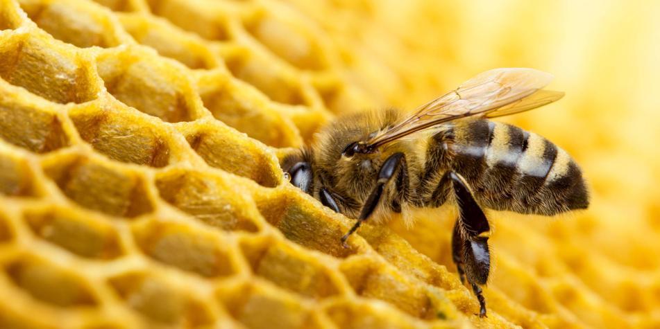 Las abejas fueron declaradas como los seres vivos más importantes del planeta , según el Eearthwatch Institute.