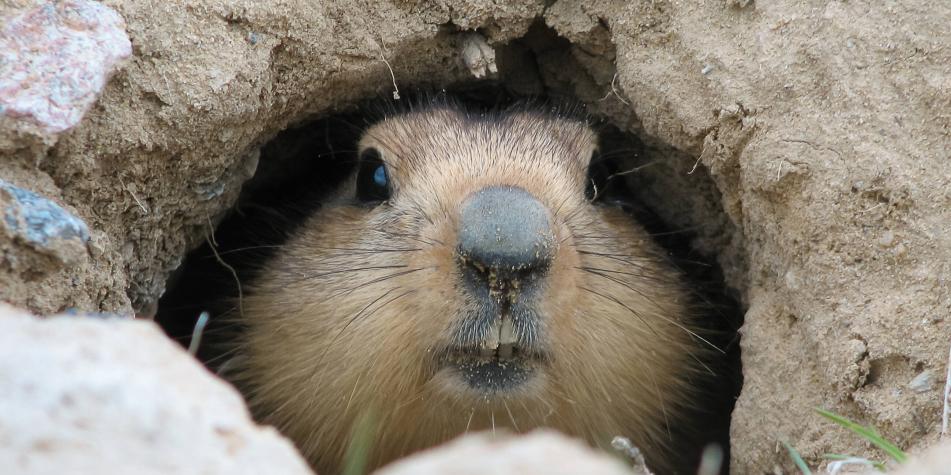 la marmota