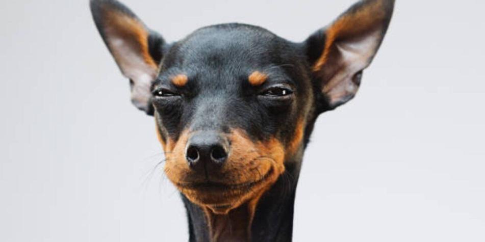 es lo mismo un manchester terrier que un pinscher miniatura