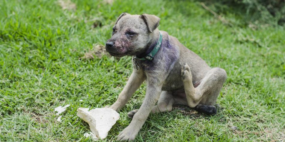 benadryl ayuda a los perros con sarna