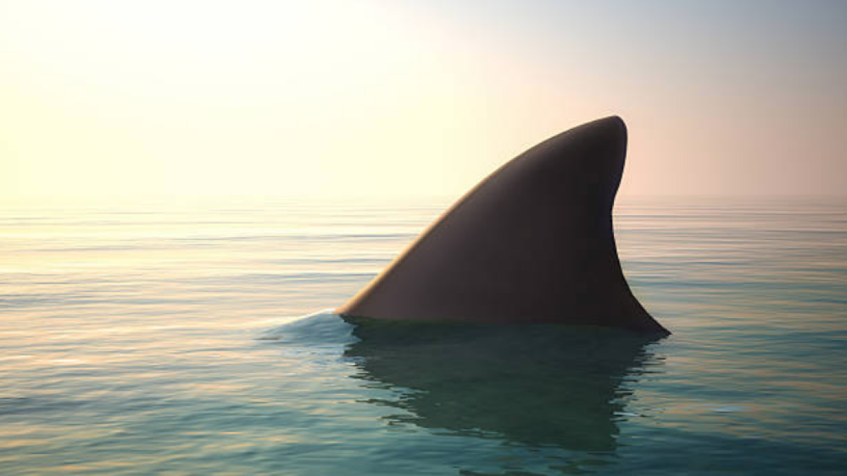 Los tiburones podrían estar perdiendo sus mortíferos dientes debido a la acidificación de los océanos