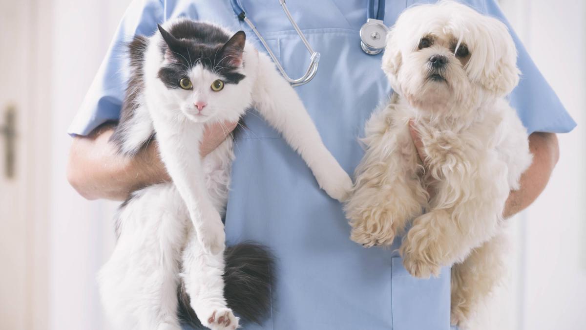¿Cuáles son los síntomas y tratamientos para la diabetes en perros y gatos?