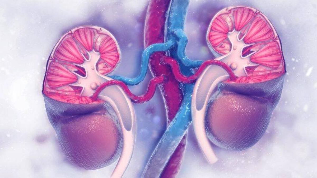 ¿Cómo limpiar los riñones? Así los puede mantener saludables y bien ...