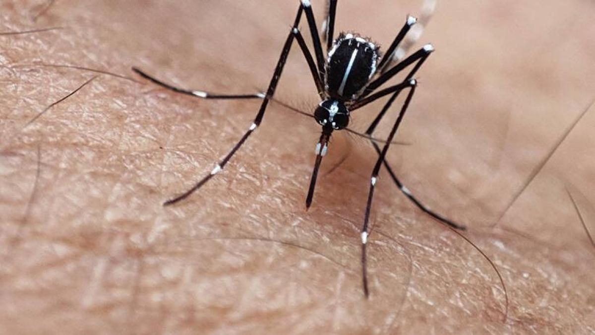 12 municipios de Santander se encuentran en estado de alerta por el aumento de casos de fiebre amarilla