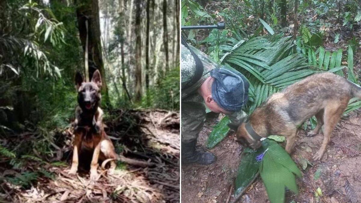 ¿Está vivo el perro Wilson? Lo que dijo integrante de la comunidad Uitoto tras un año y medio del rescate de niños indígenas