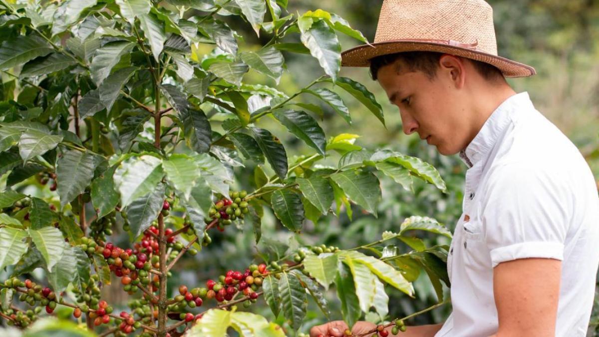 Récord histórico: Producción de café colombiano crece 36 por ciento en el primer trimestre de 2025