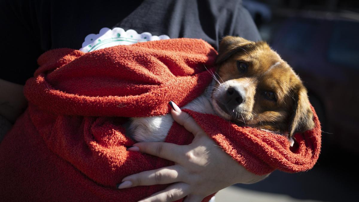 En imágenes: las mascotas rescatadas de las inundaciones en Brasil aguardan un nuevo hogar