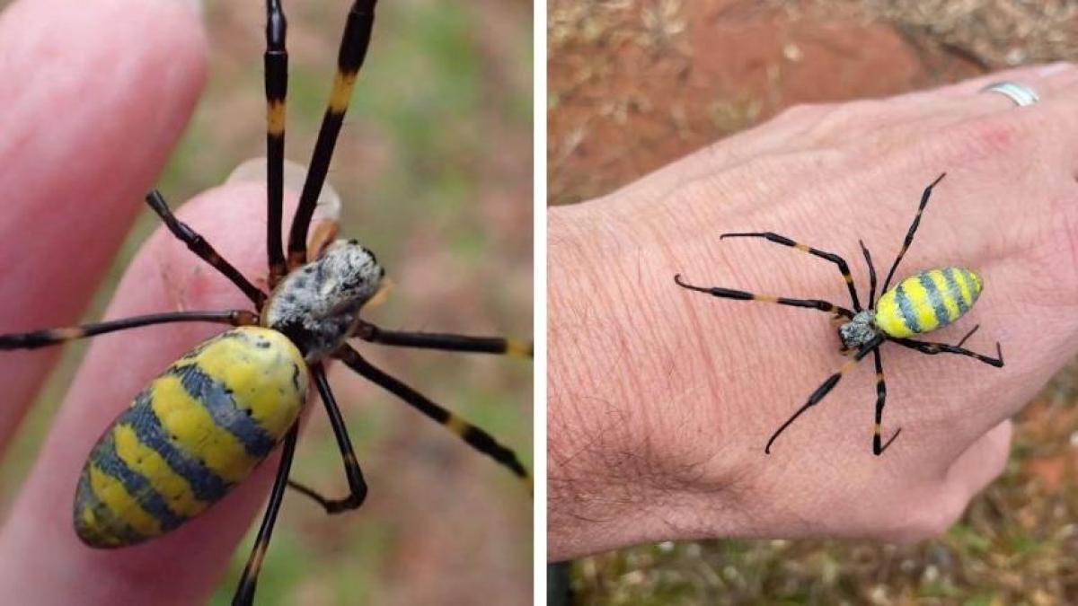 Joro, the large flying spider that terrorizes the United States: it is venomous