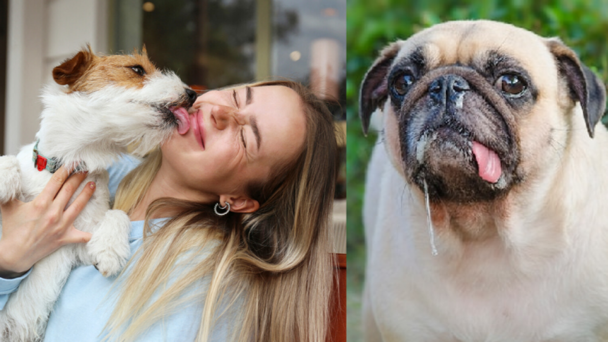 la saliva de perro es buena para los cortes humanos