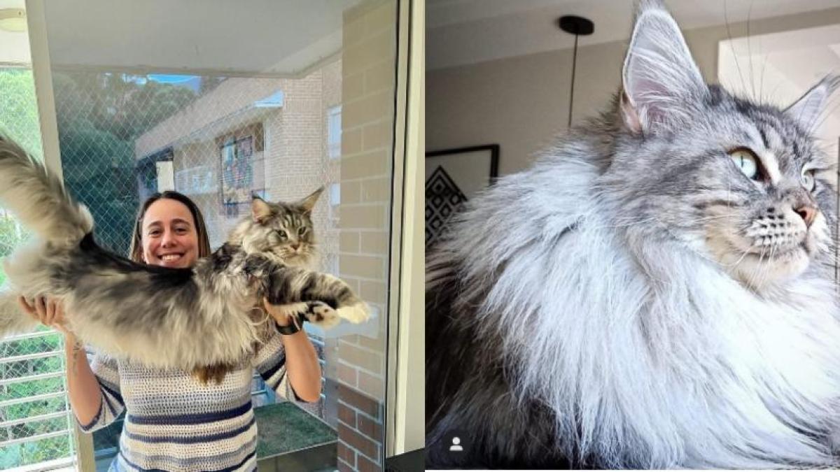 gato maine coon