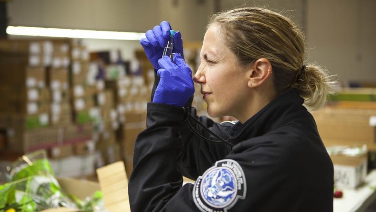 CBP revisó estos envíos que llevaban medicamentos y los dictaminó como ilegales