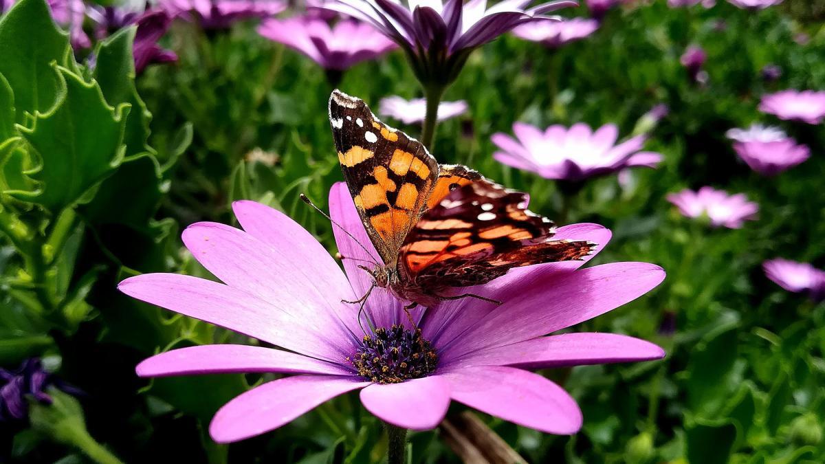 COP16: llegó la hora cero para la cumbre del mundo sobre biodiversidad más esperada en el país; así será la inauguración este 20 de octubre en Cali 