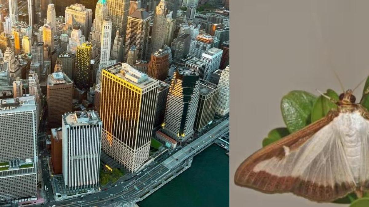 El insecto que invadió una ciudad cerca de Nueva York y es 'altamente' peligroso