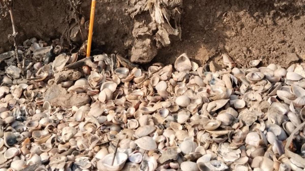 'Las conchas son más que decoración, su extracción pone en riesgo el ecosistema en las playas de Punta Roca'