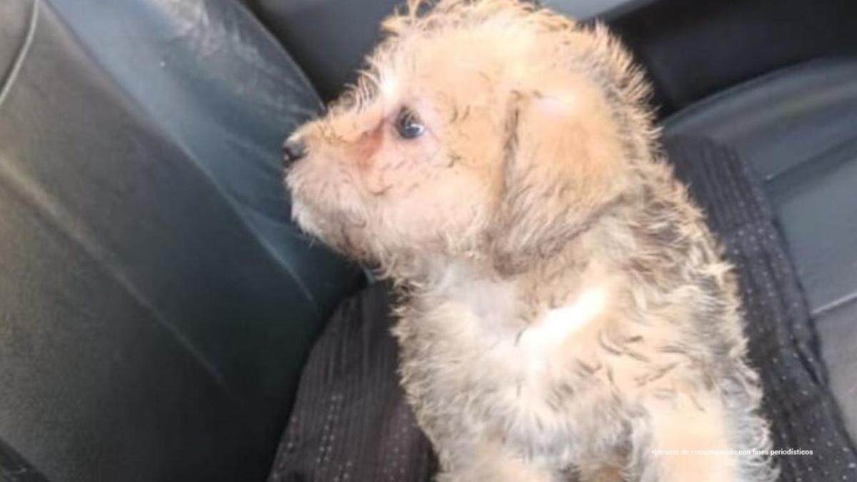 Bello: judicializan a mujer que lanzó a un perro desde un piso 12 por venganza con su expareja
