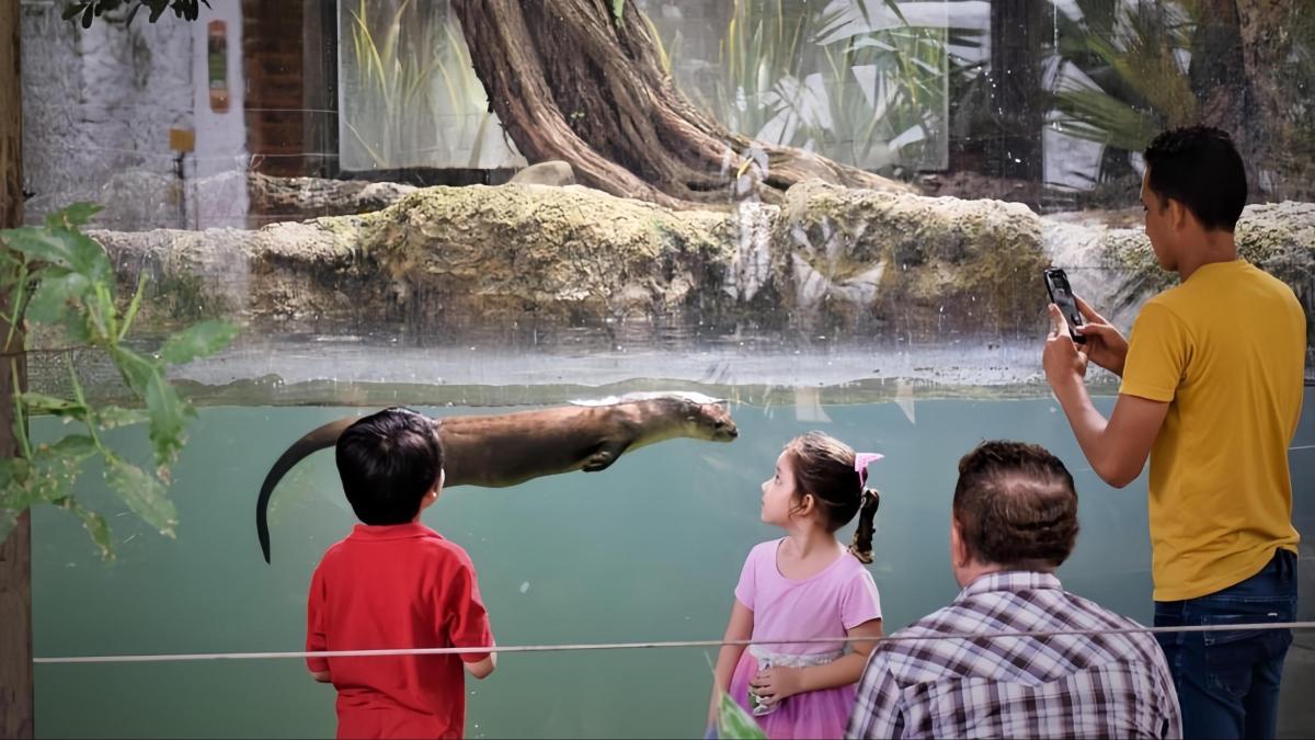Zoológico de Barranquilla lanza programación especial para semana de receso escolar: descubre tu amor primate
