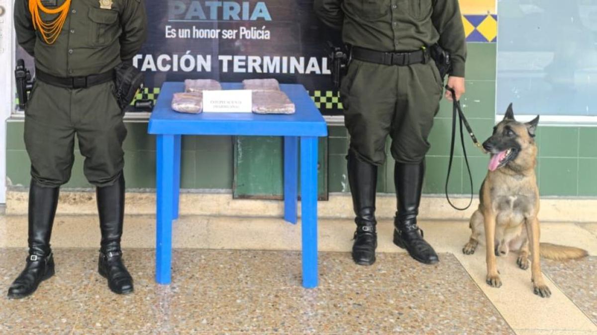 Killer, el perro Pastor Alemán que combate el narcotráfico en Cartagena