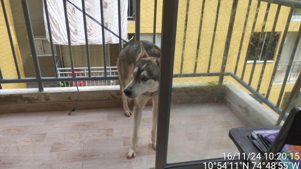 Intervención en Soledad, Atlántico, por presunto maltrato a un husky : el perro será dado en adopción
