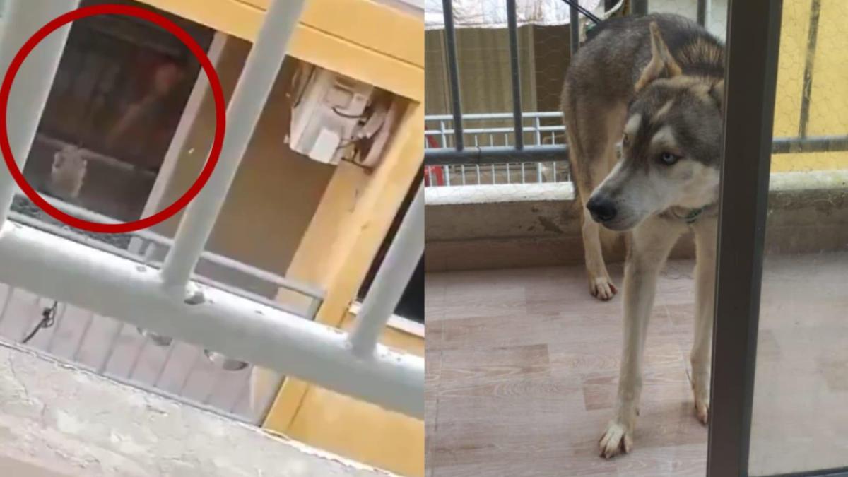 Rescatan a perrito que era maltratado con un 'taser' por su dueño en Soledad, Atlántico