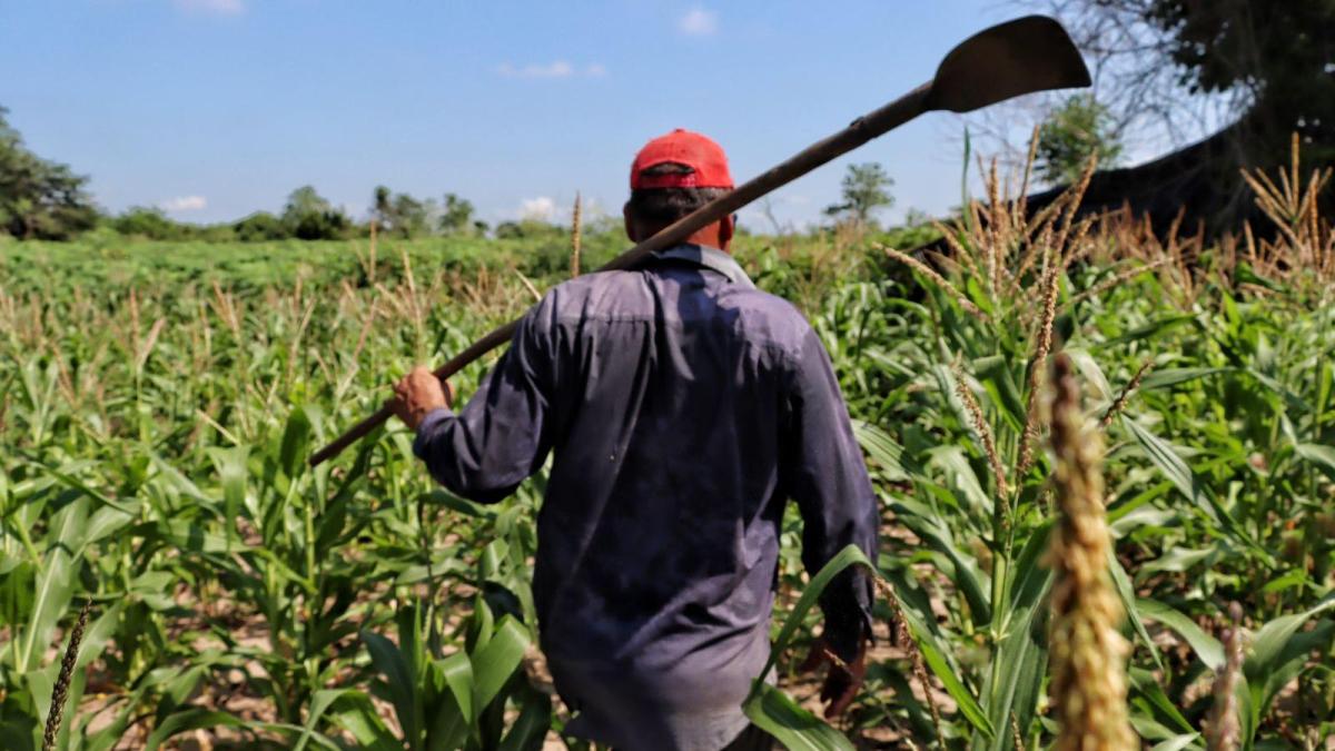 Campesinos del Atlántico cultivan más de 420 hectáreas con nuevas semillas híbridas en 22 municipios del departamento