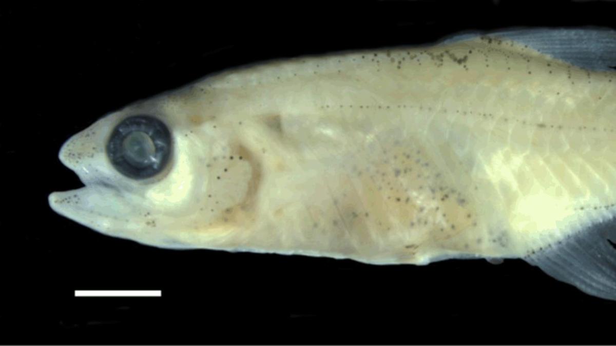 Descubren nueva especie de pez miniatura en el río Putumayo: estas son ...