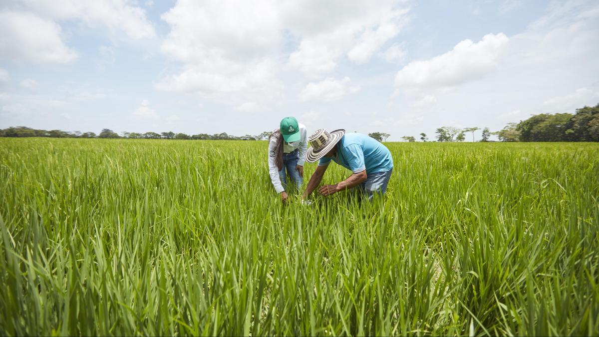 La Orinoquia, clave para la seguridad alimentaria de Colombia: foro en Villavicencio reunirá expertos del agro