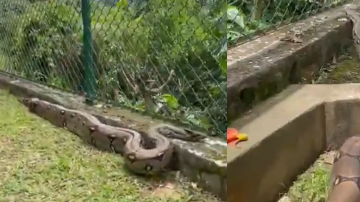 Encontraron dos boas constrictoras de más de cinco metros en un conjunto residencial en La Mesa Cundinamarca