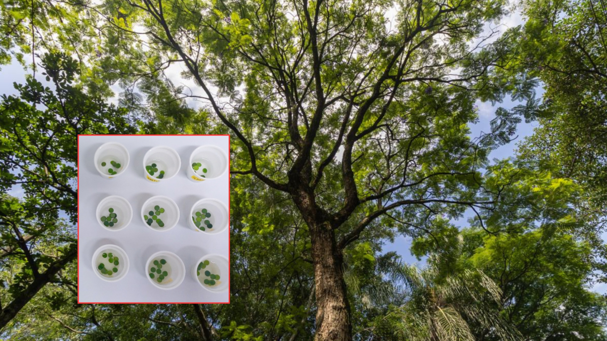 Seis especies de árboles serían claves para combatir contaminación del aire en Medellín, según estudio de la UdeA