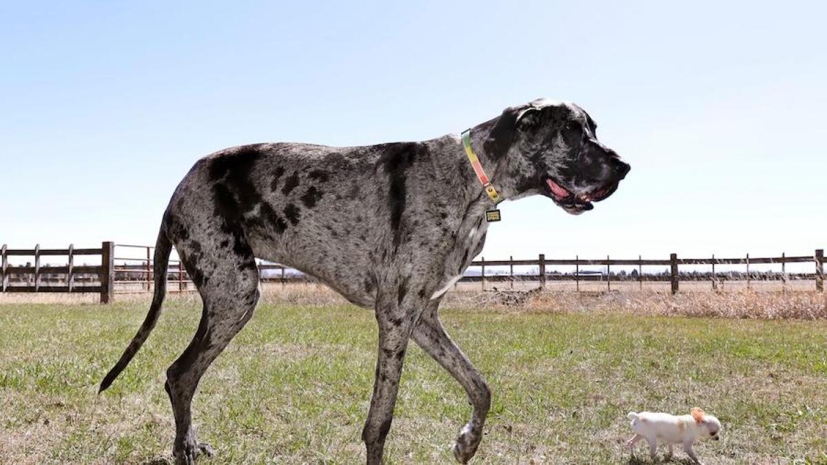 El inédito encuentro del perro más alto del mundo con el más pequeño: uno es de Florida