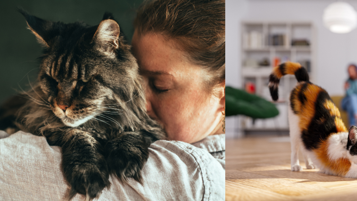 Dueños de gatos en conjuntos residenciales podrían enfrentar multa de $189.800 si incumplen esta norma