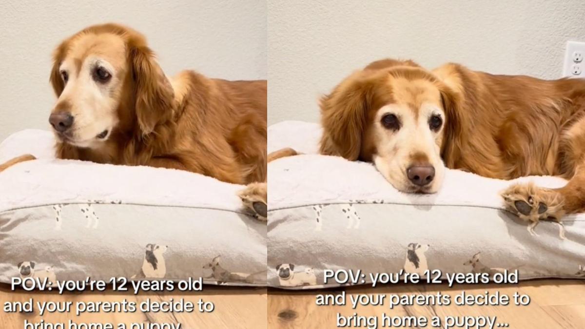 Adoptaron un cachorro y la reacción de su perra golden retriever de 12 años los dejó perplejos