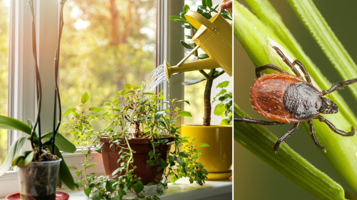 Estas son las plantas que no debe tener en su casa porque atraen garrapatas