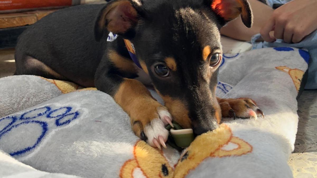 Indignación por brutal golpiza a un perro de apenas tres meses en Villavicencio
