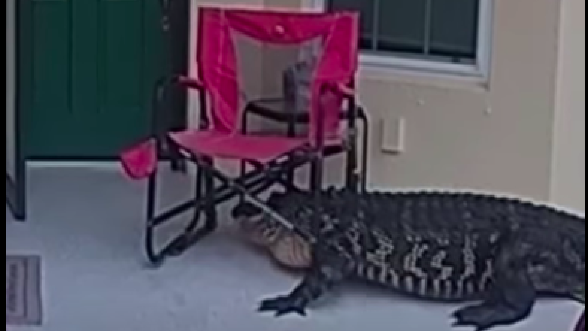 Impactante video de un caimán en una zona de apartamentos de Florida: se atoró la cabeza con una silla